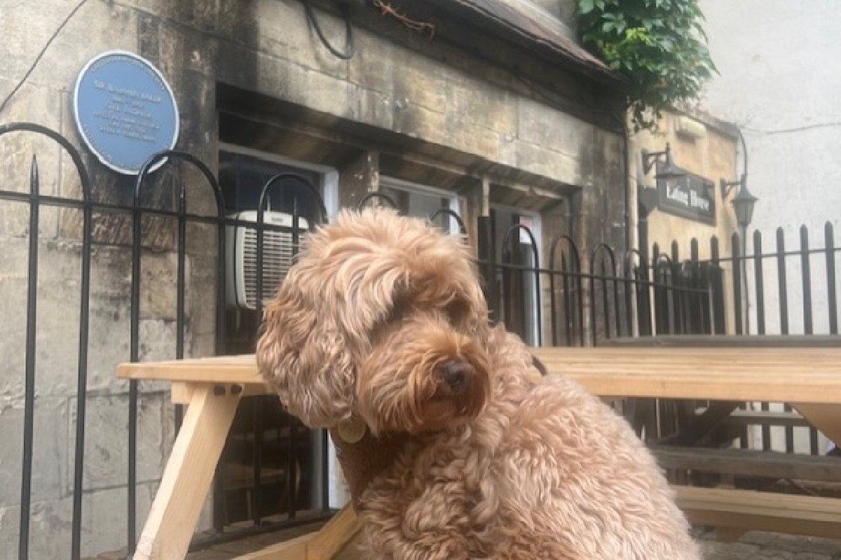 Image of dog sat outside Tailors